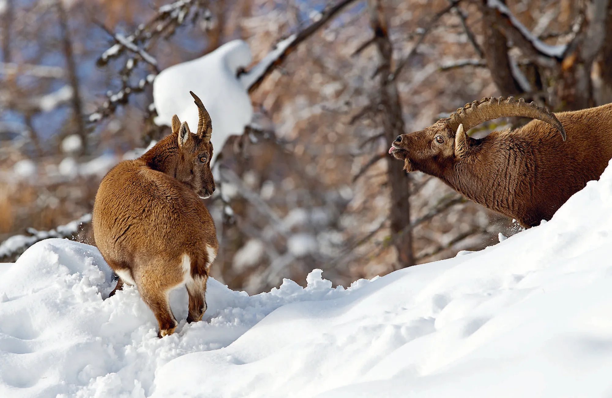 061_Filli_Der_Steinbock_9783258084657(c)_Claudio_Gotsch